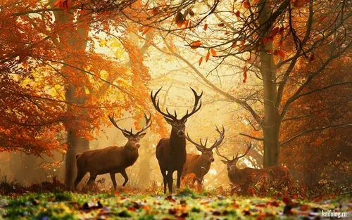 Природы Картинки группа оленей в лесу