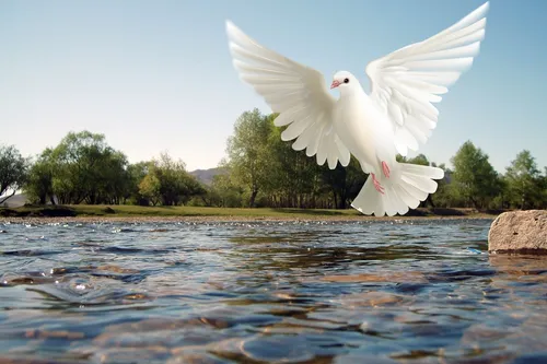 Чистый Четверг Картинки белая птица, летящая над водой