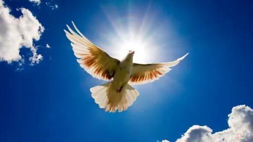 Благовещение Картинки птица, летящая в небе