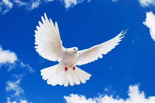 Благовещение Картинки белый голубь летит в небе