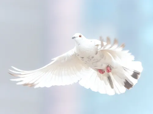 Благовещение Картинки пара белых птиц летают