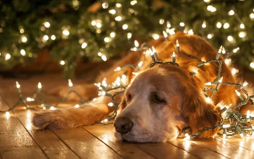 Уютный Новогодние Обои на телефон собака, лежащая на земле