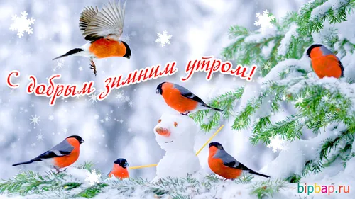 Зимние Позитивный С Добрым Утром Картинки группа летающих птиц