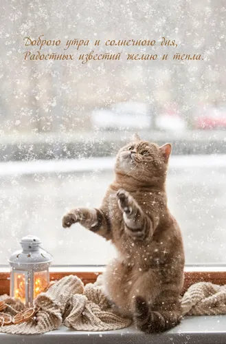 Зимние Позитивный С Добрым Утром Картинки кошка, сидящая на подоконнике