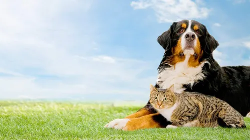 Животных Картинки кошка и собака лежат в траве