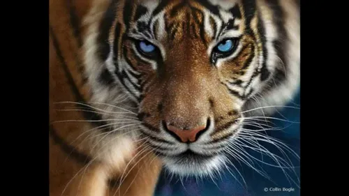 Животных Картинки тигр с голубыми глазами