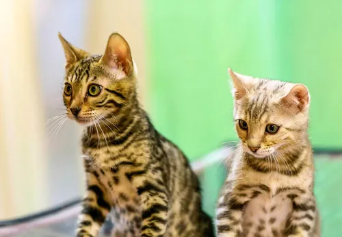 Животных Картинки пара кошек