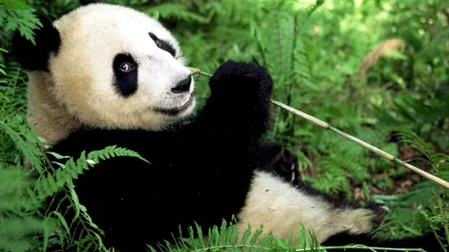 Животных Картинки медведь панда в траве