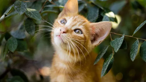 Животных Картинки кошка на дереве