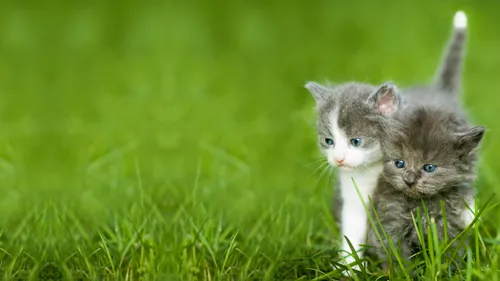 Животных Картинки группа котят в траве