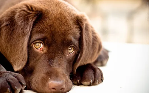 Животных Картинки коричневая собака с желтыми глазами