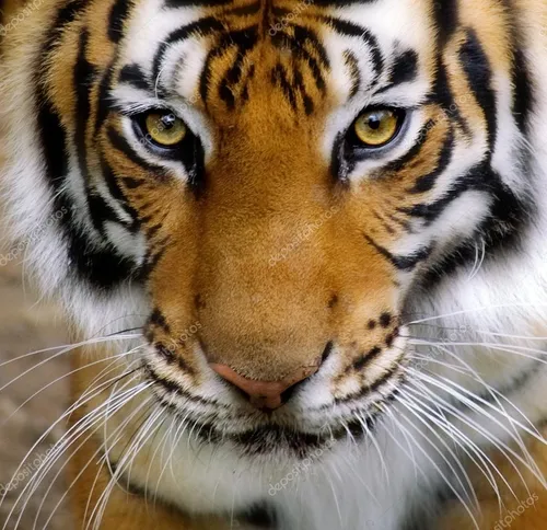 Животных Картинки крупный план тигра