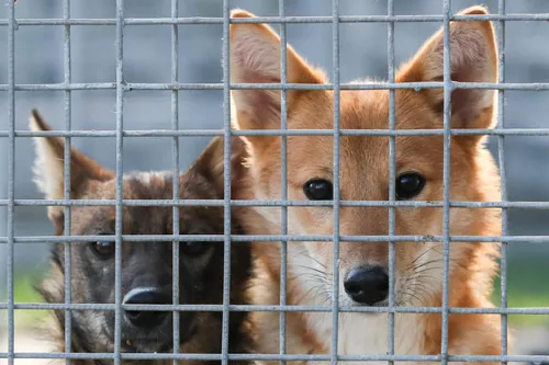 Животных Картинки пара собак в клетке