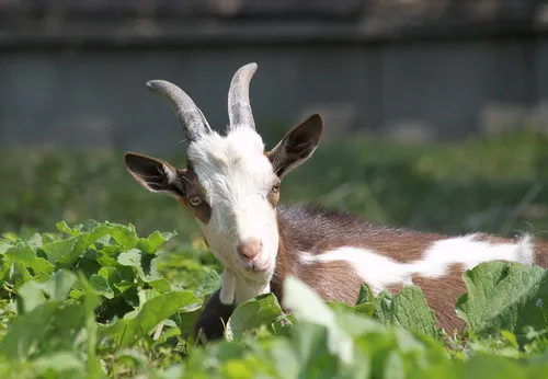 Животных Картинки коза в траве