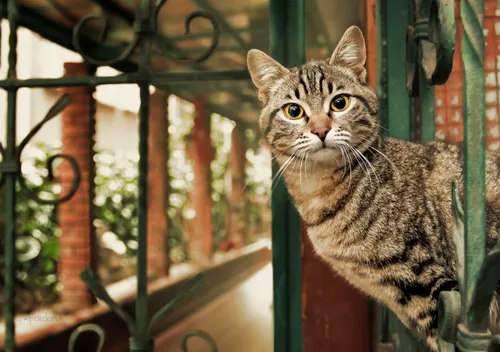 Животных Картинки кошка смотрит через забор