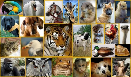 Животных Картинки коллаж из животных