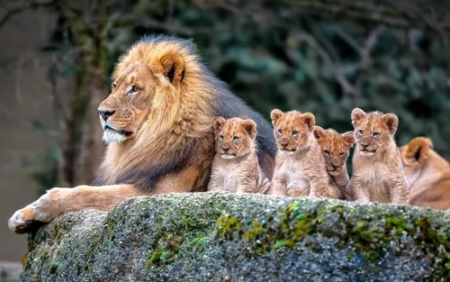 Животных Картинки группа львов на скале