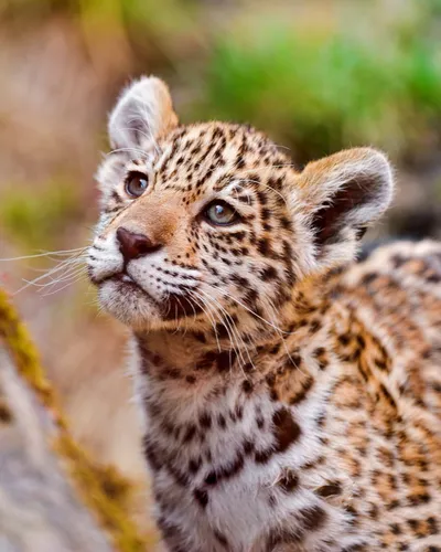 Животных Картинки леопард смотрит в камеру