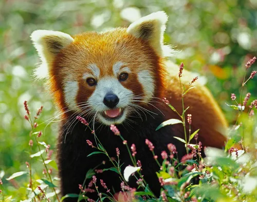 Животных Картинки красная панда в цветочном поле