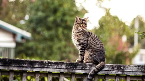 Животных Картинки кошка, сидящая на заборе