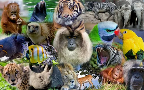 Животных Картинки группа животных