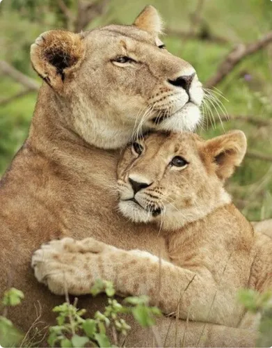 Животных Картинки пара львов, лежащих