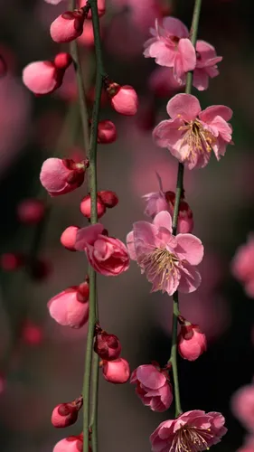 Ранняя Весна Обои на телефон крупный план некоторых цветов