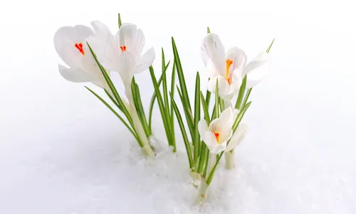 Ранняя Весна Обои на телефон группа белых цветов