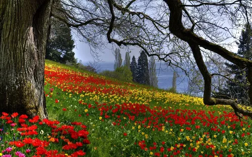 Ранняя Весна Обои на телефон поле цветов