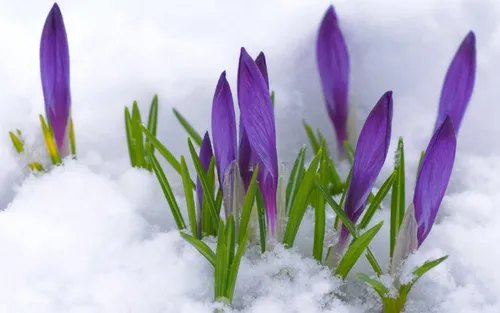 Ранняя Весна Обои на телефон группа фиолетовых цветов