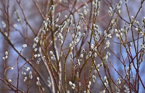 Ранняя Весна Обои на телефон дерево с белыми цветами