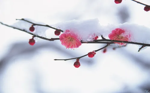 Ранняя Весна Обои на телефон ветка с розовыми цветами