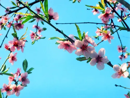 Ранняя Весна Обои на телефон крупным планом цветы на дереве