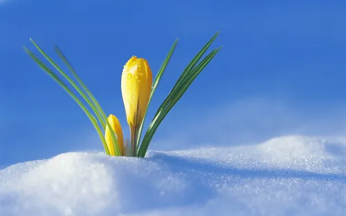 Ранняя Весна Обои на телефон цветок на снегу