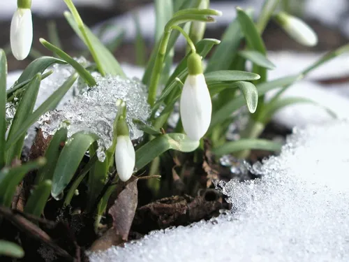 Ранняя Весна Обои на телефон растение со снегом
