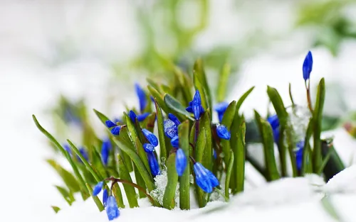 Ранняя Весна Обои на телефон крупный план голубых цветов