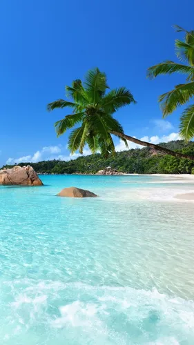 На Заставку Картинки тропический пляж с пальмами