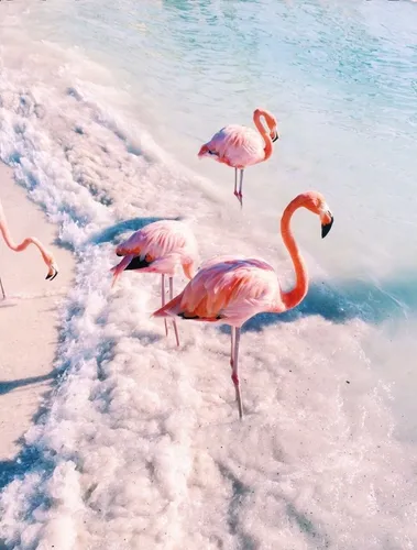 На Заставку Картинки фламинго в воде