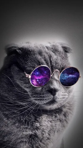 С Котиками Обои на телефон кот в солнцезащитных очках