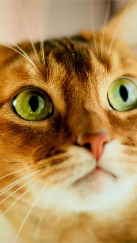С Котиками Обои на телефон кошка с зелеными глазами
