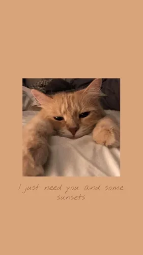 С Котиками Обои на телефон кошка, лежащая на одеяле