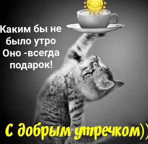 Доброе Утро Прикольные Картинки кошка с миской на голове