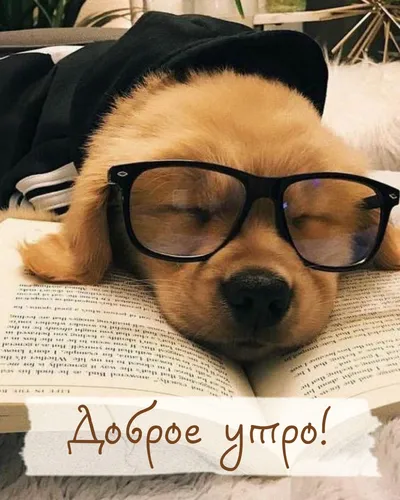 Доброе Утро Прикольные Картинки собака в очках