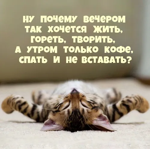 Доброе Утро Прикольные Картинки кошка, лежащая на спине