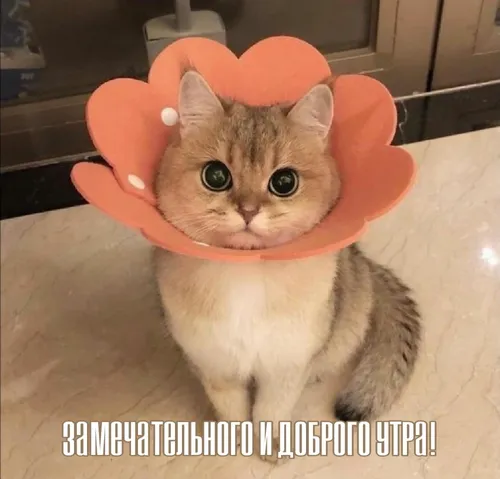 Доброе Утро Прикольные Картинки кошка в шляпе