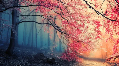 Для Рабочего Стола Картинки туманный лес с красными листьями
