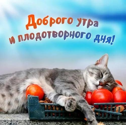 Доброе Утро Хорошего Дня Картинки кошка спит в ящике с помидорами