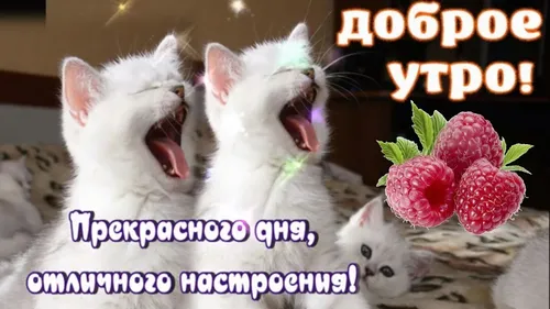 Доброе Утро Хорошего Дня Картинки группа котят, которые едят клубнику