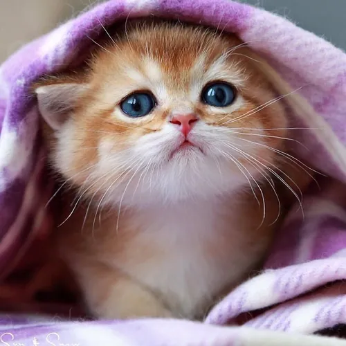 Котики Картинки кот с голубыми глазами