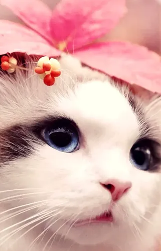 Котики Картинки кошка с цветком на голове